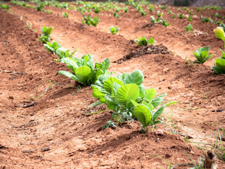 Tobacco plant in Valencia, Spain