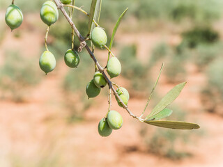 Olive tree in Jaen, Spain