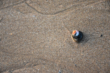 Seashell on one side of the picture in a beach sand background
