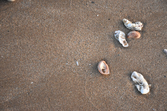 Seashells on one side of the picture in a beach sand background
