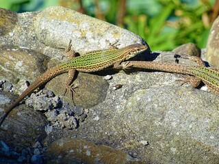 lacertidae Podarcis hispanicus lizard over rock