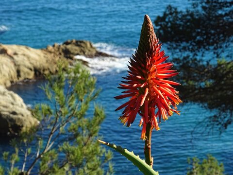 Aloe Vera Flower on sea