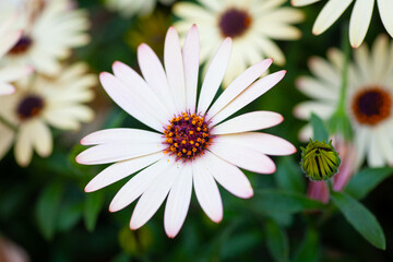 Obraz premium 5月の初旬の花