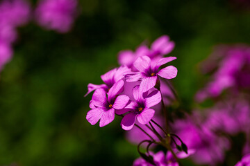 Obraz premium 5月の初旬の花