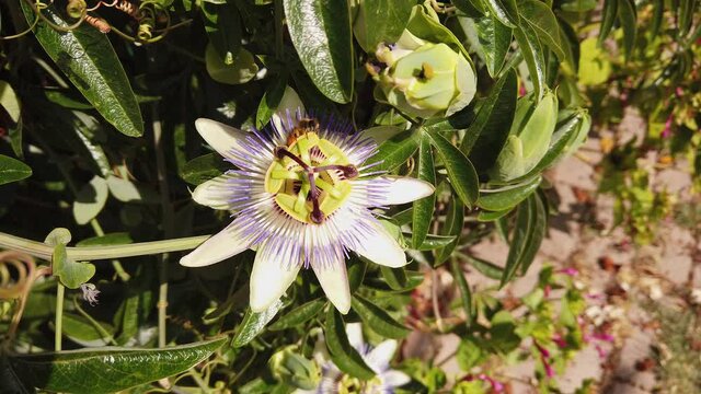 Beautiful exotic blooming passiflora flower close-up.