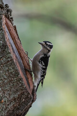 Downy / Hairy Woodpecker sitting on a tree pecking away looking for a quick meal