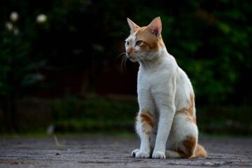 Fototapeta na wymiar cute domestic cats the color are orange and white