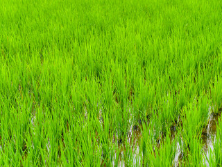 green rice fiald background or green leaves of wheat seedling farming in thailand