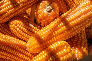 Fototapeta na wymiar close up of pile ripe yellow dried corn harvested