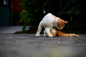 Fototapeta premium cute domestic cats the color are orange and white