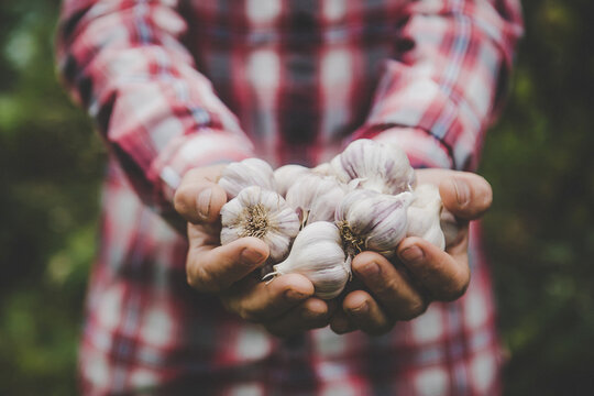 A man farmer holds a harvest of garlic in his hands. Selective focus.