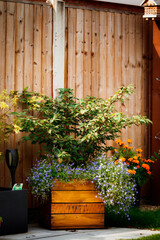 plants in a wooden container 