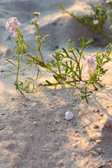 Summer evening, seashell and plants on the sandy beach.