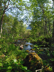 Fototapeta na wymiar mountain river in green