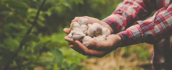 A man farmer holds a harvest of garlic in his hands. Selective focus.
