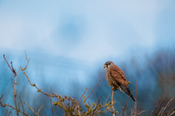 A perching Kestrel in Yorkshire