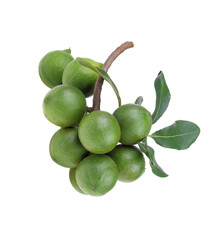 macadamia nuts isolated on white background.