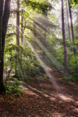 Sonnenaufgang mit Morgennebel im Wald