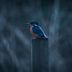 A Kingfisher perching over a river.