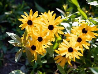 Wild flowers