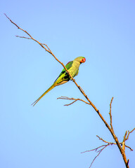 Indian ring-necked parakeet(Psittacula krameri) parrot sitting on dry tree branch.