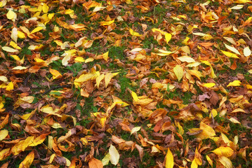 Fallen autumn leaves on the ground. Beautiful autumn colors. 