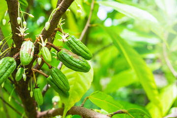 Fresh raw cocoa fruit from cacao tree