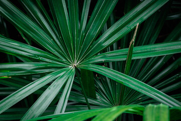 Natural background of green palm leaves