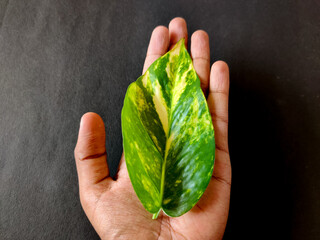 South Indian man holding one money plant leaf in his left hand.Isolated on black background. Insurance concept