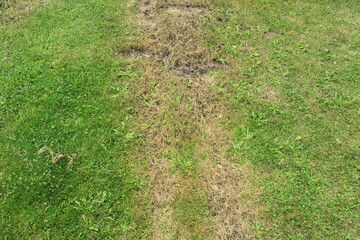 A strip of dry grass on the lawn. Russia.