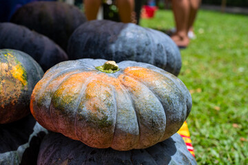 Black and orange pumpkin bunch. Ripe vegetable on market. Ripe squash closeup photo. Autumn season...