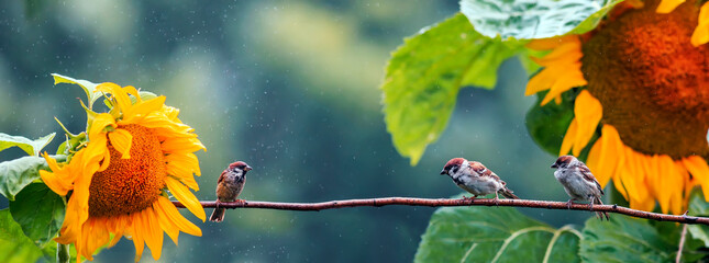 three birds sparrows sit on a branch in the garden among the sunflower flowers in the warm summer...
