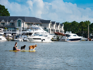 Woman paddling on Chesapeake Bay with dogs on stand-up paddle board.  August 2020