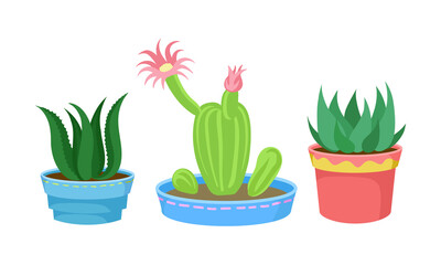 Cactus and Succulent Plant Growing in Flowerpots Vector Set