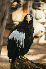 Steller's sea eagle portrait on the stone background