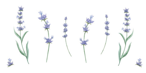 Watercolor set of hand drawn illustration of sprigs of lavenders on white background. Flowers for wedding cards, invitations. Provence theme.