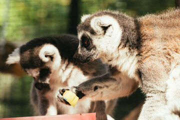 The ring tailed lemur catta