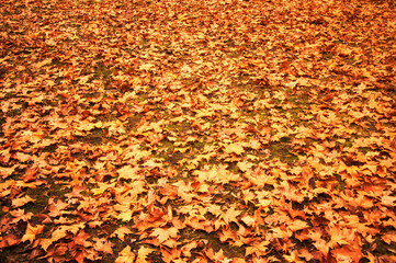 Fallen autumn leaves on the ground. Beautiful autumn colors. 