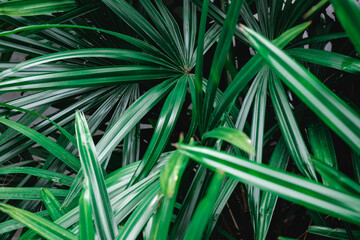 Natural background of green palm leaves