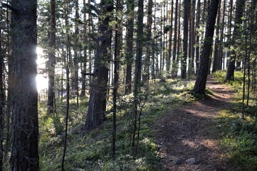Path on the hill in pine forest with mirros of the sun in a water of the lake