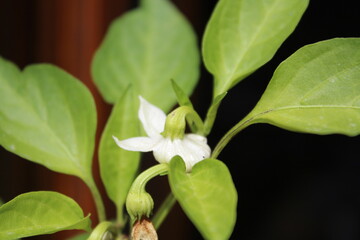 FLEUR DE PIMENT EN AUTOMNE
