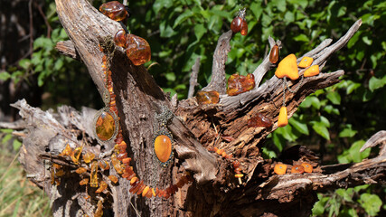 Variety of natural Baltic amber jewelry on the old roots in the forest. There are beautiful vintage pendants, necklaces, brooches and raw pieces of amber.