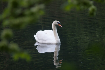Naklejka premium Yorkshire swan on a river.