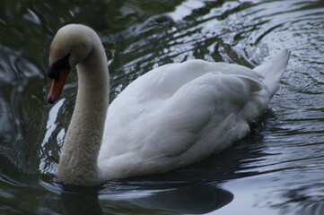 Obraz premium Yorkshire swan on a river.