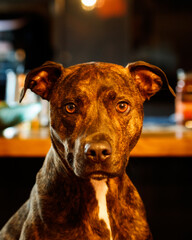 brown dog looking down the lens