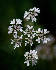 wild white flowers