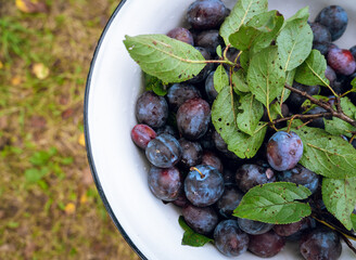 Bowl of freshly picked plums on a garden table, top view