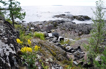 Yellow flowers in stone rock. Ladoga lake bay Skerry in Rusian Karelia. Islands