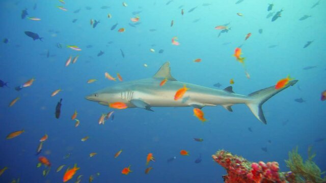 Gray reef sharks patrolling the reef in maldives
