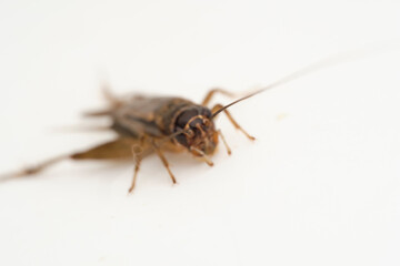 Cricket Insect